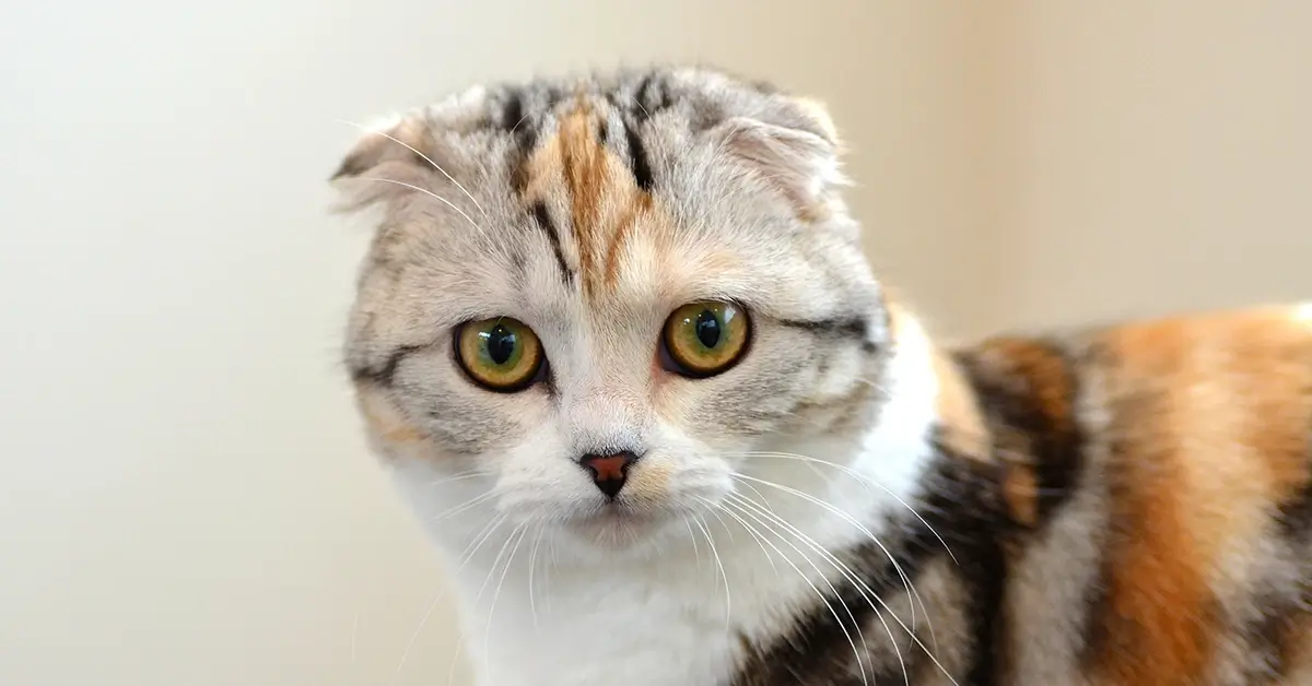 قط مونتشكين دليلك الشامل لشراء، تربية، وأسعار قطط مونتشكين