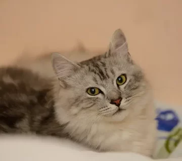 قطط الهملايا أنواعها وأسعارها وأهم المعلومات عن قط الهملايا