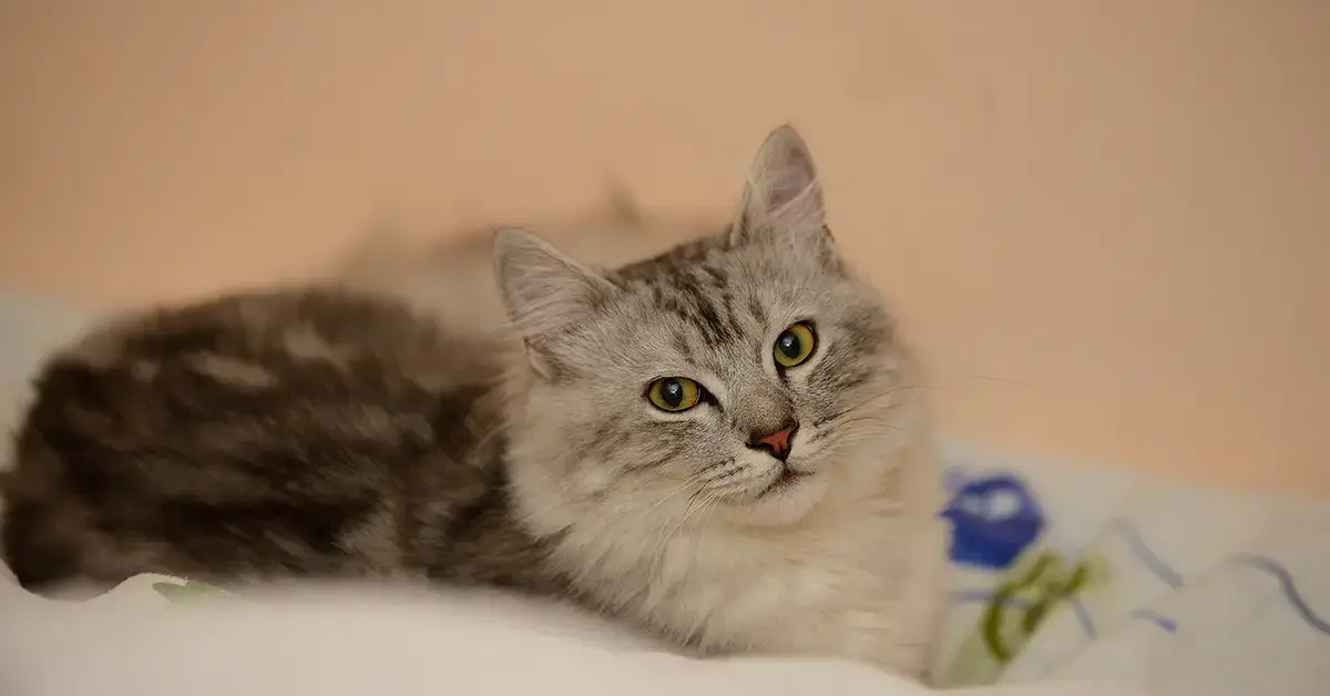 قطط الهملايا أنواعها وأسعارها وأهم المعلومات عن قط الهملايا