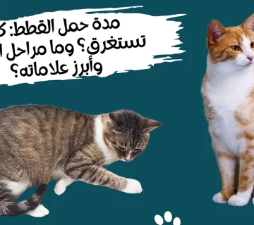 مدة حمل القطط كم تستغرق؟ وما مراحل الحمل وأبرز علاماته؟