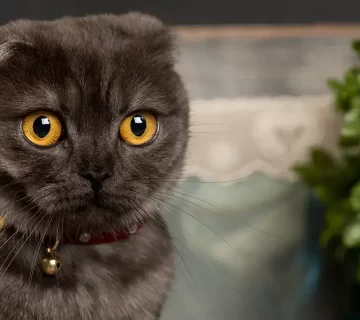 هل تفكر في اقتناء قط سكوتش فولد؟ إليك كل ما تحتاج معرفته