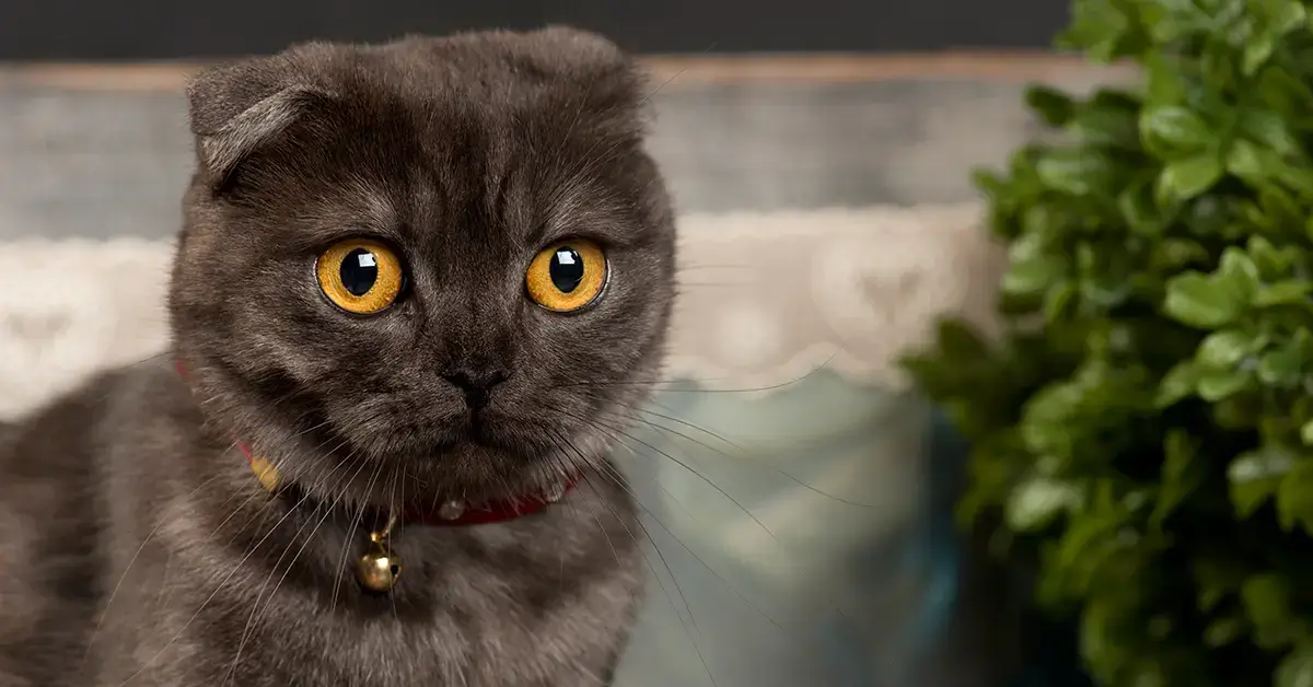 هل تفكر في اقتناء قط سكوتش فولد؟ إليك كل ما تحتاج معرفته