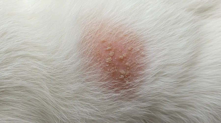 أعراض القوباء الحلقية عند القطط