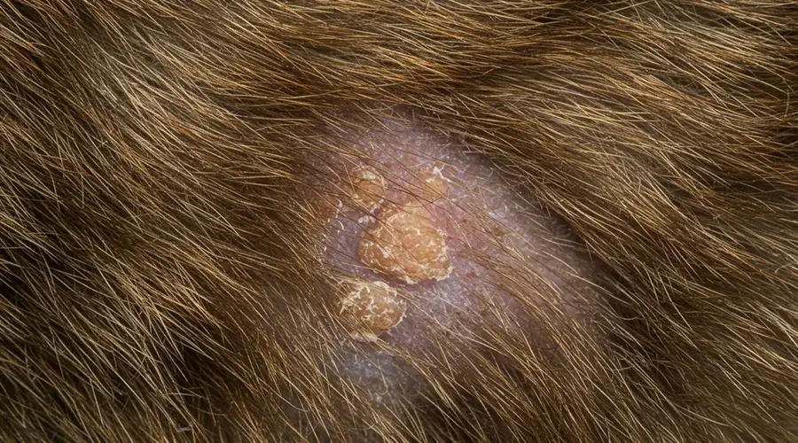 أعراض فطريات القطط أعراض فطريات القطط