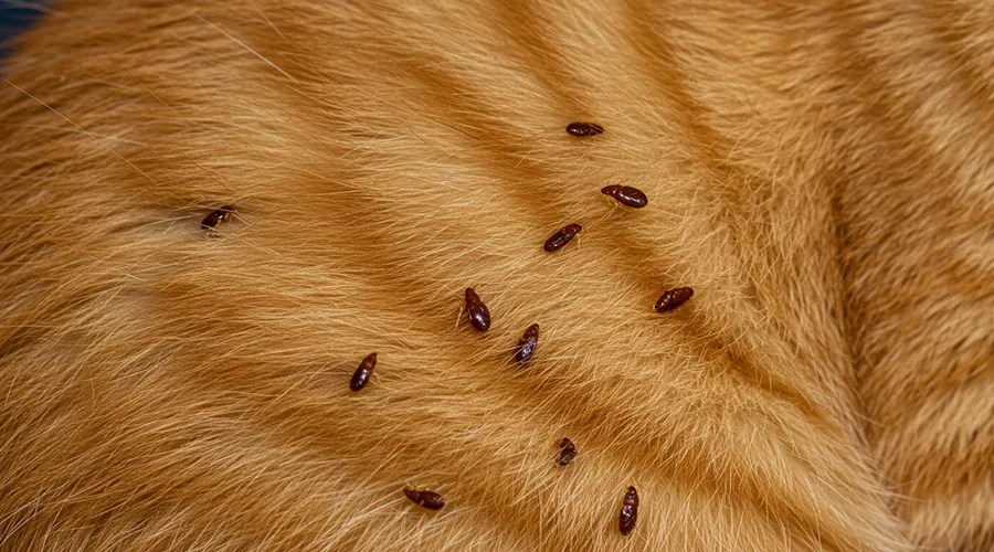 برغوث القطط