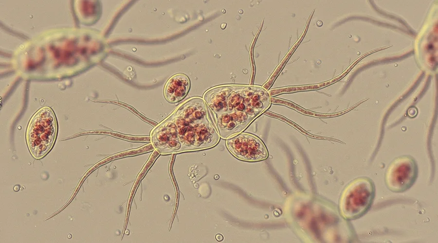 جيارديا القطط