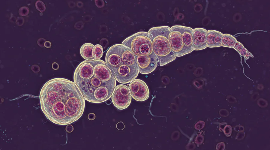داء خفيات الأبواغ عند القطط