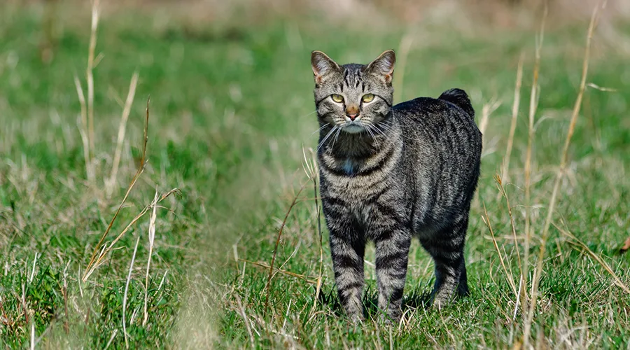شخصية قط المانكس وطباعه