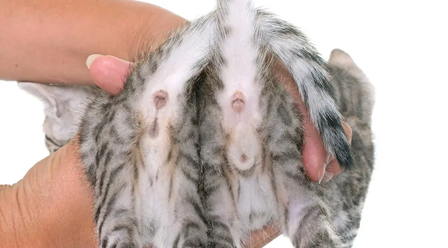 صورة توضح الفرق بين القط الذكر والأنثى