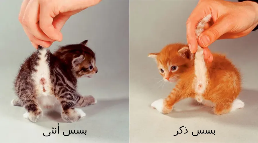 صور توضيحية للاختلافات بين الذكر والأنثى