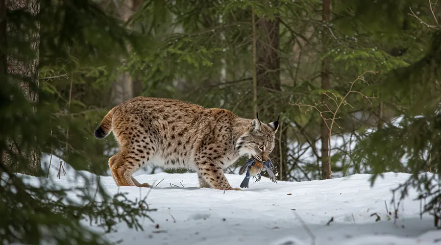 صور نادرة لقط الوشق في البرية
