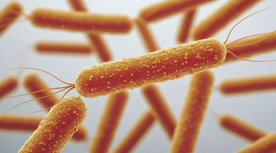 عدوى السالمونيلا في القطط