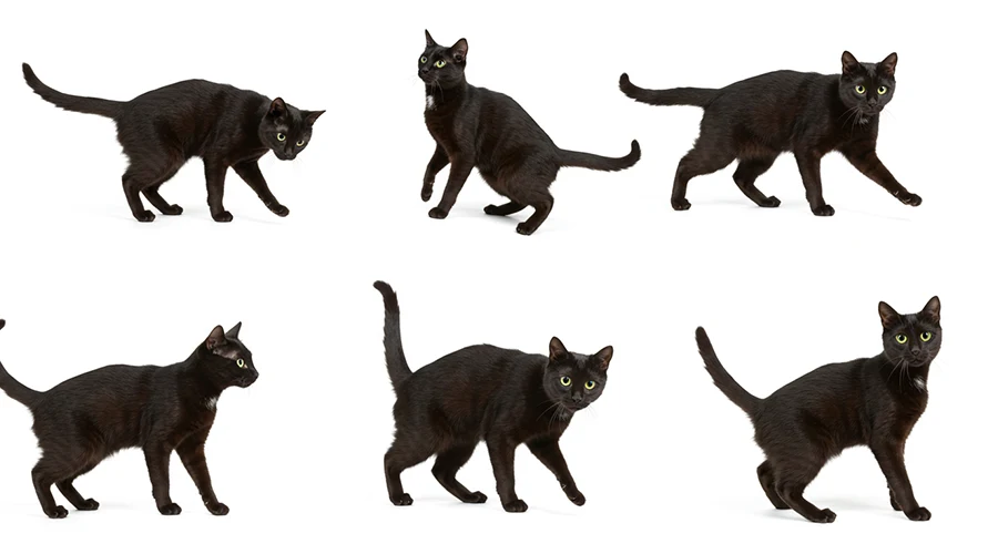 لغة جسد القطط و كيف تعبر بحركاتها؟