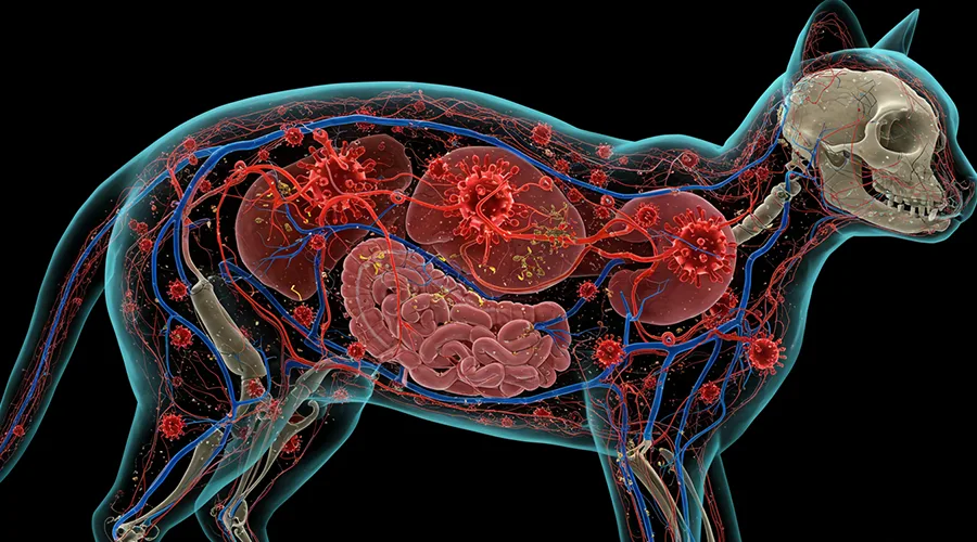 مدة بقاء القط المصاب بفيروس FeLV