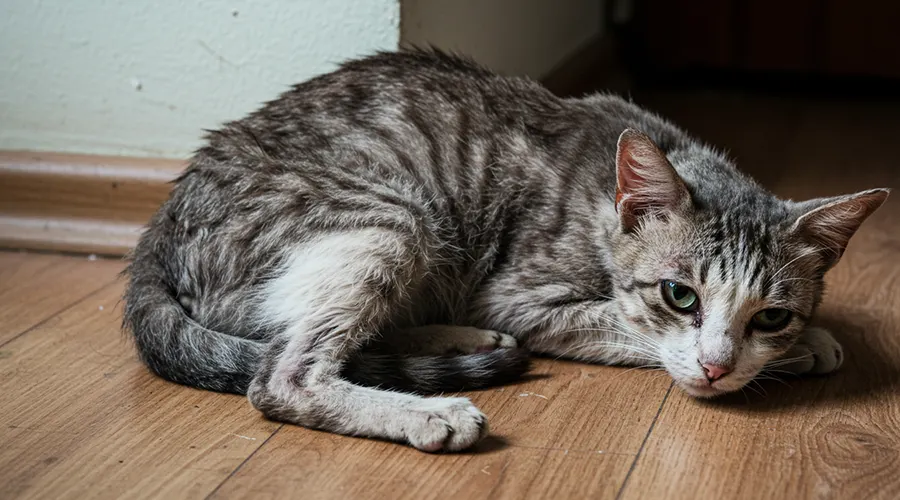 مضاعفات داء خفيات الأبواغ إذا تُرك دون علاج