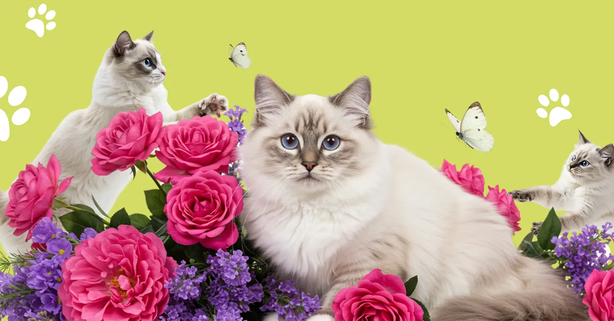 أجمل أسماء قطط راغدول لكل الأذواق – اختر اسم قطك الآن!