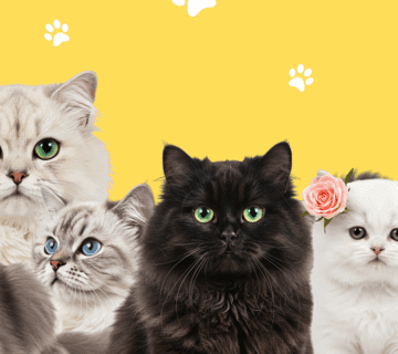 أجمل أسماء قطط شيرازي مميزة حسب الجنس واللون – اختر الآن!