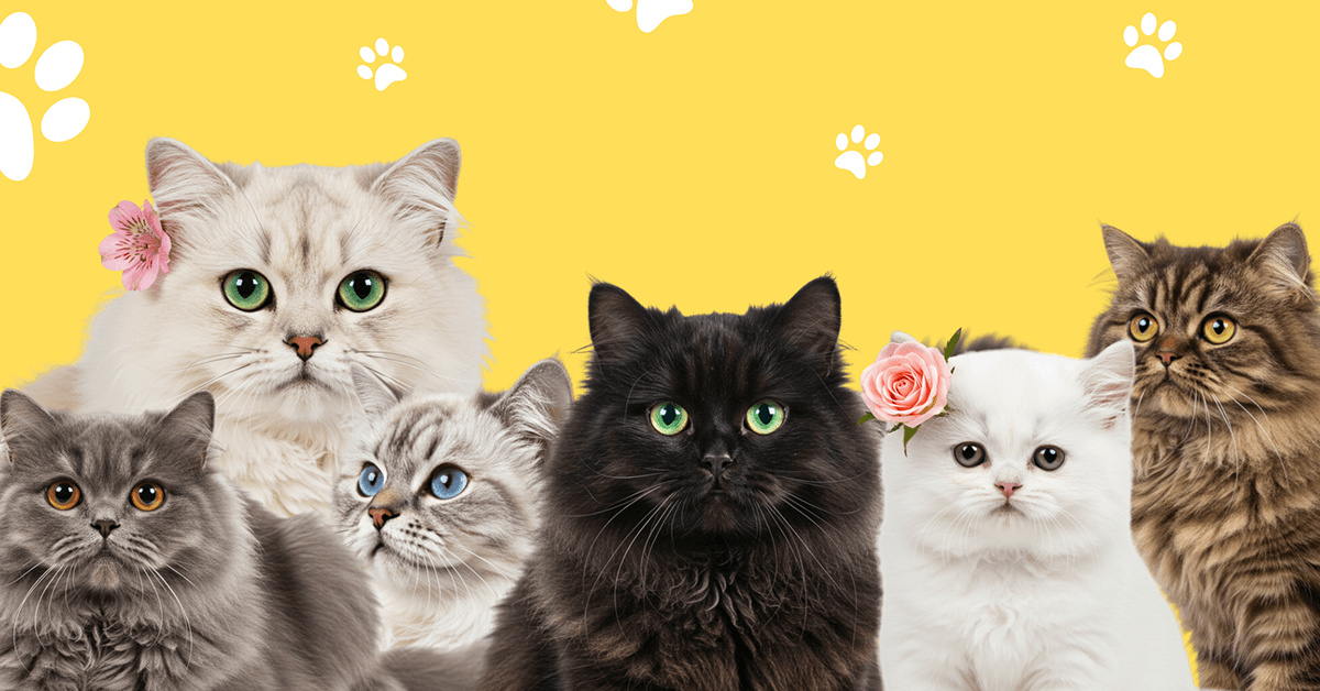 أجمل أسماء قطط شيرازي مميزة حسب الجنس واللون – اختر الآن!