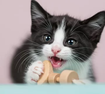 تسنين القطط: متى يبدأ ومتى ينتهي؟ وهل هو مؤلم؟