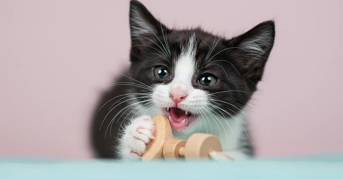 تسنين القطط: متى يبدأ ومتى ينتهي؟ وهل هو مؤلم؟