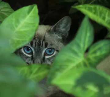 قط أوزوس ازولي السلالة النادرة من القطط ذات العيون الزرقاء