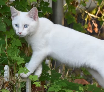 قط المانكس دليلك الشامل للصفات، الشخصية، الأسعار، والرعاية