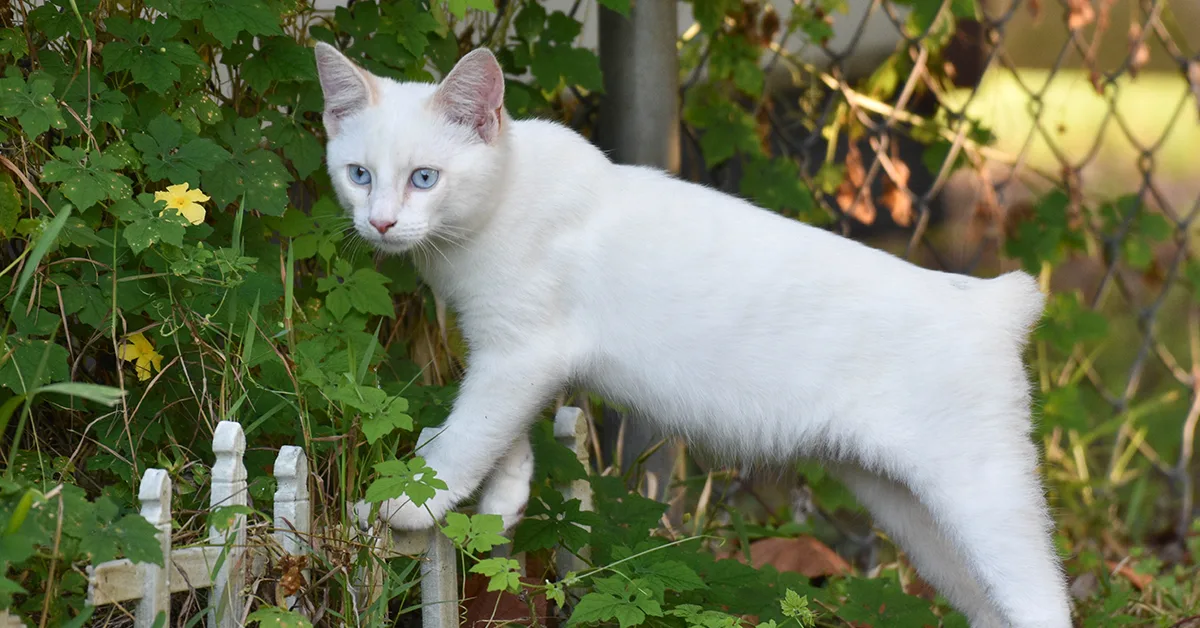 قط المانكس دليلك الشامل للصفات، الشخصية، الأسعار، والرعاية