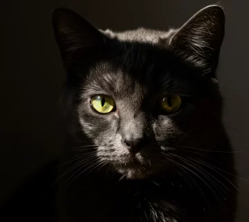 قط حزين لماذا يشعر بالحزن؟ وكيف تخرجه منه؟