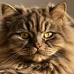 قط شيرازي​