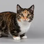 قط مونتشكين