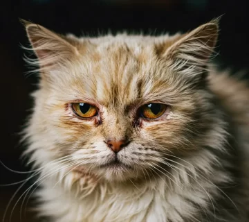 هربس القطط (FHV-1) الأعراض، العلاج، وهل هو معدٍ للإنسان؟