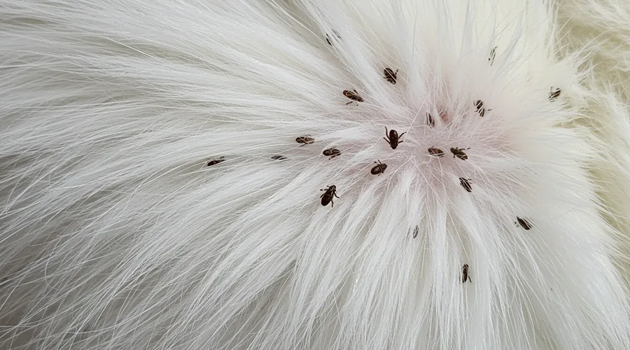 أسباب ظهور قمل القطط 