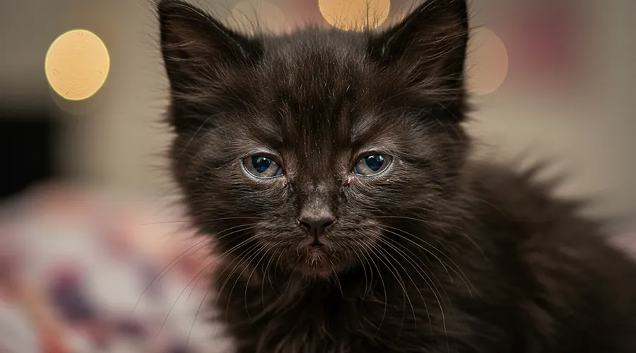 إفرازات عيون القطط الصغيرة