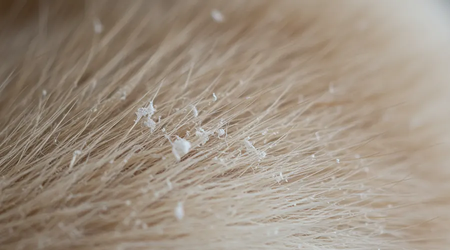 الأسباب الشائعة لظهور قشرة القطط