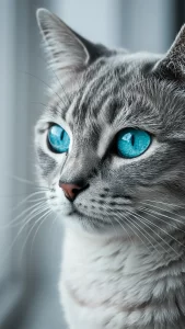 خلفيات قطط رمادية بعيون زرقاء