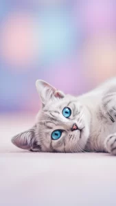 خلفيات قطط رمادية بعيون زرقاء