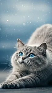 خلفيات قطط رمادية بعيون زرقاء