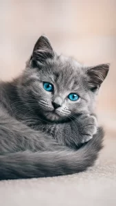 خلفيات قطط رمادية بعيون زرقاء