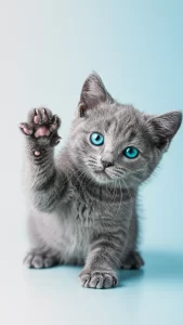خلفيات قطط رمادية بعيون زرقاء