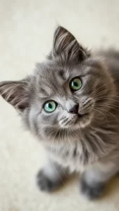 خلفيات قطط رمادية صغيرة