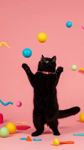 خلفيات قطط سوداء تضحك