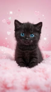 خلفيات قطط سوداء رقيقة وصغيرة