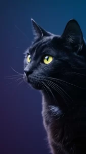 خلفيات قطط سوداء كيوت للايفون