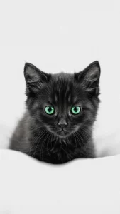 خلفيات قطط سوداء كيوت للايفون