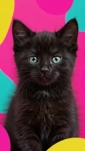 خلفيات قطط سوداء كيوت للايفون