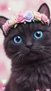 خلفيات قطط سوداء كيوت للبنات