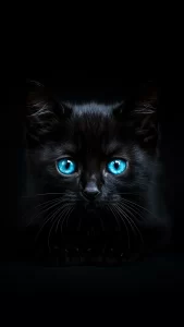 خلفيات قطط سوداء كيوت للواتساب