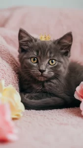 خلفيات قطط سوداء ناعمة