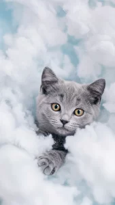 خلفية قط رمادي صغير بنظرة بريئة