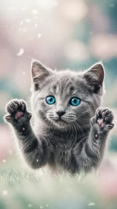 خلفية قط رمادي صغير بنظرة بريئة